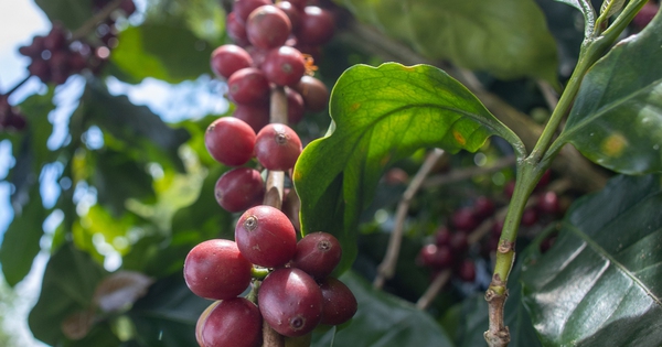 Giá cà phê đồng loạt tăng