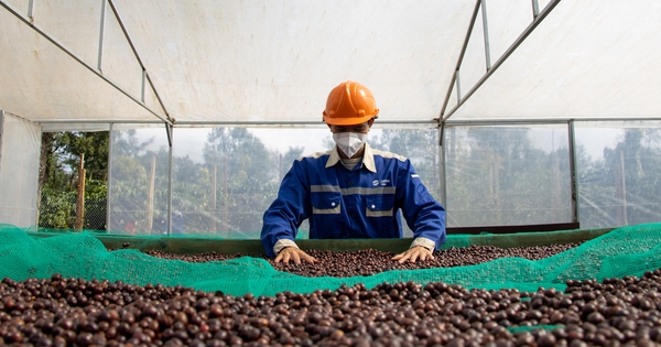 Giá cà phê arabica giảm mạnh