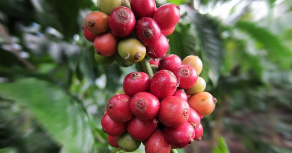 Giá cà phê robusta ngược chiều arabica