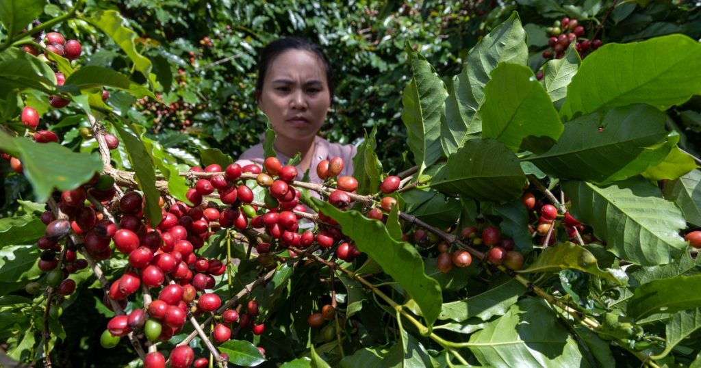 Giá cà phê hạ nhiệt vì sao?