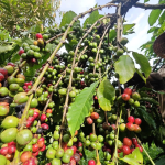 Báo động giá cà phê