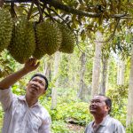 Xuất khẩu rau quả đạt kỷ lục 8,6 tỉ USD, Mỹ và EU tăng vọt