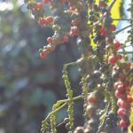 ‘Vàng đen’ phá kỷ lục 10 năm trước