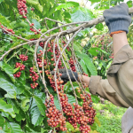 Giá cà phê tiếp tục lao dốc vì lo EUDR tiếp tục hoãn