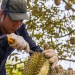 Sầu riêng Việt Nam sắp vượt Thái Lan ở thị trường Trung Quốc?