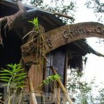 Lạ lùng nhà tổ chim trên cây cổ thụ của người Mông ở Lai Châu