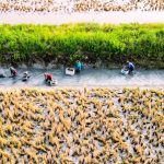 Cuối năm trúng lớn, nông dân Biển Bạch phấn khởi đón tết