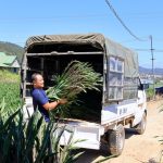 Hoa lay ơn Đà Lạt hút hàng dịp Tết Bính Ngọ, giá tăng mạnh