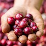 Giá cà phê giảm mạnh vào cuối năm nay?