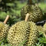 Xuất khẩu sầu riêng vào Trung Quốc, Mỹ và Hàn Quốc tăng 500%