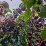 Giá cà phê rơi xuống mức thấp nhất 3 tháng qua, vì sao?