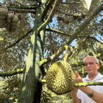 Sầu riêng đẩy kim ngạch rau quả xuất khẩu tăng mạnh