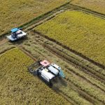 Giá lúa ở Đồng Tháp giảm mạnh