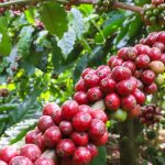 Giá cà phê biến động mạnh, vì sao?