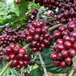 Giá cà phê khởi sắc do nguồn cung từ Brazil giảm