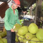 Giá bắp, ớt, mít… giảm mạnh