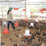 Doanh nghiệp ‘nhường’ lợi nhuận, cùng nông dân vượt ‘bão giá’ từ xung đột Trung Đông