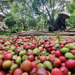 Giá cà phê có lấy lại mốc 100.000 đồng/kg?