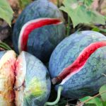 Dưa hấu giá rẻ chỉ 3.000 đồng/kg, nông dân Quảng Trị ‘đứng ngồi không yên’