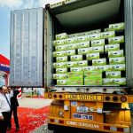 Chính thức bán bưởi da xanh Vĩnh Long vào thị trường Úc