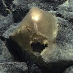 DNA “trứng vàng ngoài hành tinh” ở Thái Bình Dương hé lộ sự thật