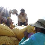 Philippines nhập khẩu kỷ lục, giá gạo Việt Nam tăng mạnh