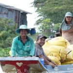 Gạo Việt Nam đang ‘hot’ trở lại, vì sao?