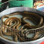 Chợ sợ lươn to, càng để lâu càng khó