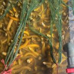 Bán thì lỗ, nuôi tiếp càng khó