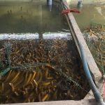 Khảo sát nguyện vọng người nuôi trước khi kết nối thu mua