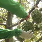 Phòng test đóng cửa, giá sầu riêng chạm đáy