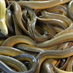 Quảng bá, bán hàng đa kênh trong lúc tìm đầu ra