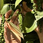 Mỹ và Trung Quốc tăng nhập, giá tiêu duy trì mức cao