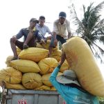 Mỹ dự báo Philippines nhập khẩu gạo kỷ lục tới 5,5 triệu tấn