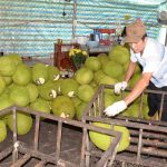Giá mít liên tục lao dốc, nông dân gặp khó