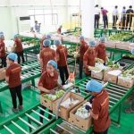 Trung Quốc gom mua gần hết một loại đặc sản, nhiều người dân Campuchia đổi đời, rủng rỉnh tiền mua đất