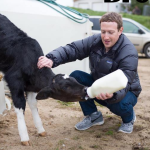 Trại bò của Mark Zuckerberg