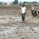 Hơn 3.000 tấn ngao chết bất thường