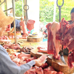Giá heo hơi hôm nay 5.9.2026: Thị trường lặng sóng