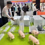 Người chăn nuôi rủ nhau đi ‘xem mắt’ chung cư cho heo